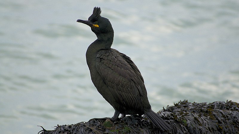 File:Shag at Brownsea Isalnd (8501110738).jpg