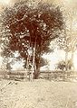 Sharpshooter's box in mango tree north of Caloocan, 1899.jpg