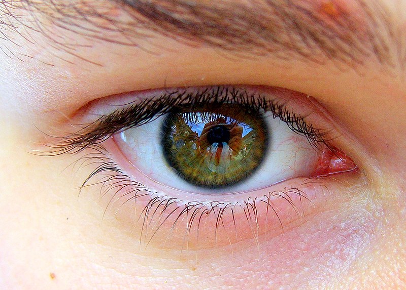 File:Shaun's eye - Flickr - orangeacid.jpg
