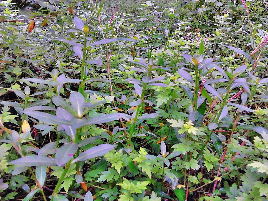 A green plant called "shuihuaser".