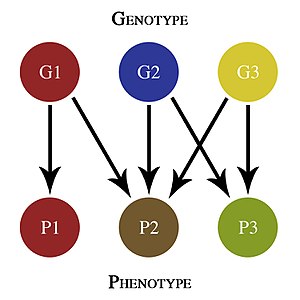 Gen: Historie, Obecná charakteristika genu, Molekulární základ genu