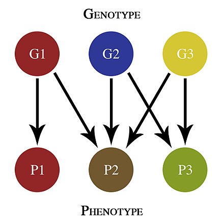 Генотип характеризует