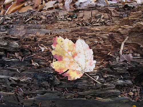 Herbstblatt