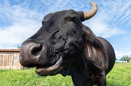 Smiling cow in the Brazilian Northeast