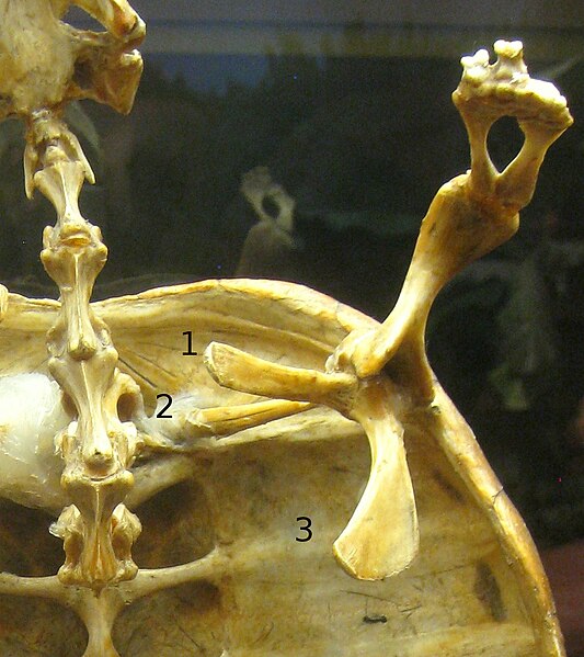 File:Snapping turtle shoulder girdle.JPG