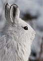 Snowshoe Hare (6990917710).jpg