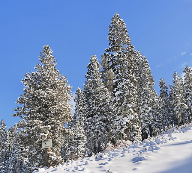 Snowy forest at Boreal Mountain Resort