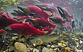 Sockeye salmon and arctic char