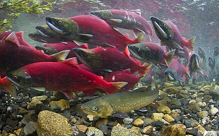 A school of sockeyes swimming upstream to spawn. In the foreground, an arctic char waits.