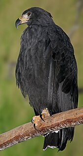 Solitary eagle species of bird