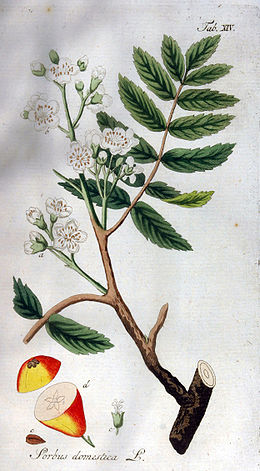 Kerti berkenye (Sorbus domestica)