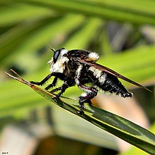 Selatan Lebah Pembunuh (Mallophora orcina) (8233621411).jpg