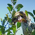 Southern Yellow-billed Hornbill (Tockus leucomelas) holding a Rain Frog (Breviceps sp.) (52493573892).jpg