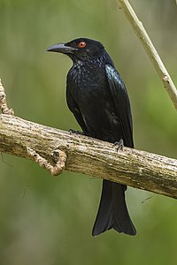 Drongo étoilé - Darwin S4E7500 (22199933409) .jpg