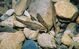 Speckled dace species of fish