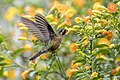 * Nomination Speckled hummingbird (Adelomyia melanogenys) --Charlesjsharp 08:44, 28 September 2023 (UTC) * Promotion  Support Good quality. --Hillopo2018 09:58, 28 September 2023 (UTC)