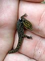 Sphaerodactylus macrolepis (cropped).jpg