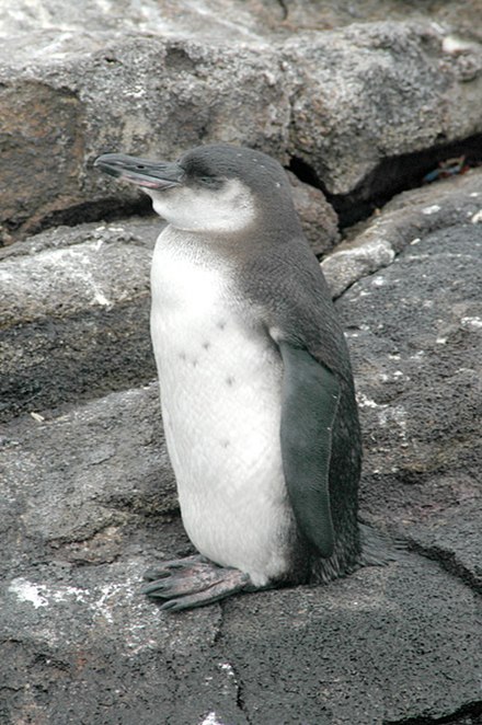 (Spheniscus mendiculus) - A juvenile Galapagos Penguin before it has banding markings.