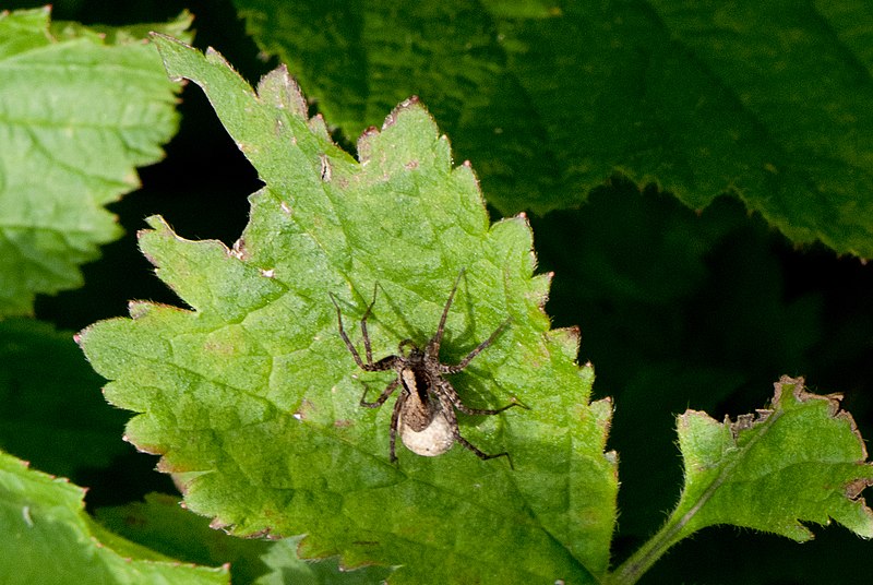 File:Spider egg sac (6225009533).jpg