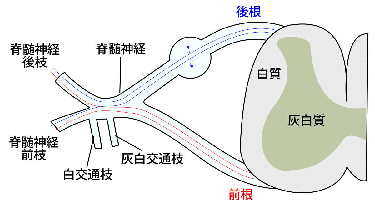 基礎・臨床解剖学 脊柱 脊髄 自律神経 グリー・マイヤー - 健康・医学