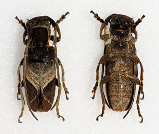 <i>Spodotaenia basicornis</i> Genus of beetles