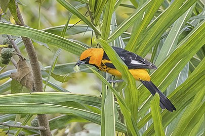 red breasted oriole bird