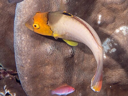 Tập_tin:Spotted_parrotfish_juvenile_(Cetoscarus_ocellatus)_(28822191237).jpg