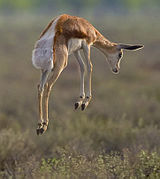 Springbok pronk.jpg