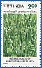 Stamp of India - 1990 - Colnect 164139 - Indian Council of Agricultural Research - 60th Anniversary.jpeg