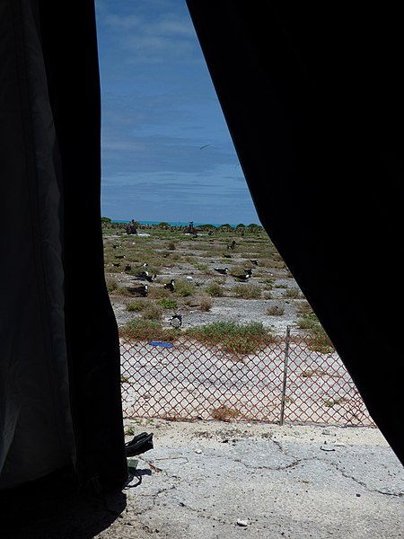 File:Starr-170620-0271-Lobularia maritima-view from lunch tent with Sooty Tern-s-North Central Eastern Island-Midway Atoll (35619865434).jpg
