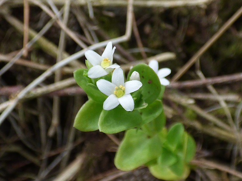 File:Starr-180505-0572-Schenkia sebaeoides-flowers leaves-Punalau-Maui (43428270442).jpg