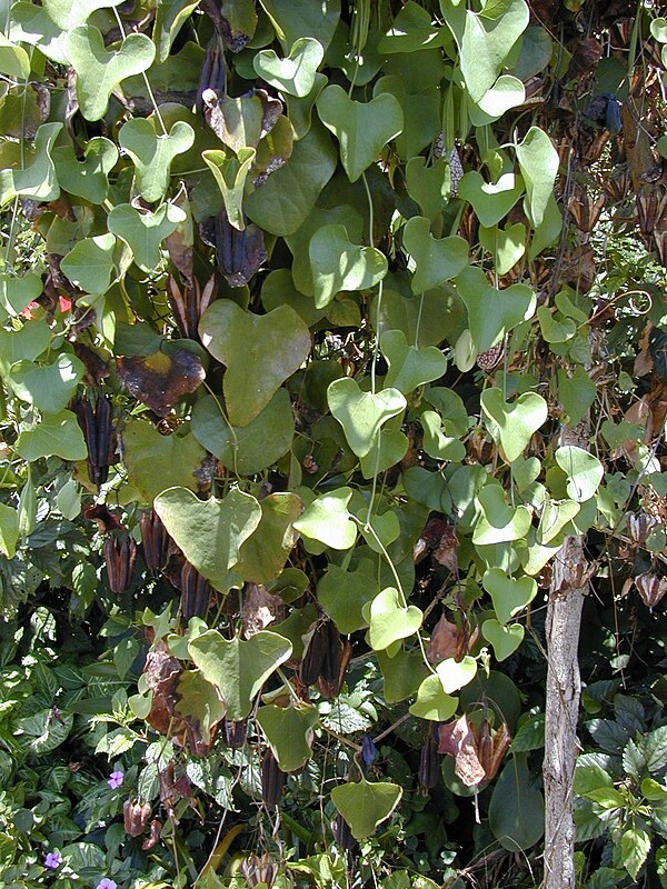 Calico flower (A. littoralis): habit