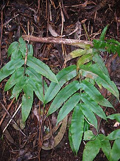 <i>Coniogramme</i> Genus of ferns