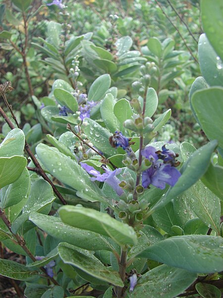 File:Starr 070621-7373 Vitex rotundifolia.jpg