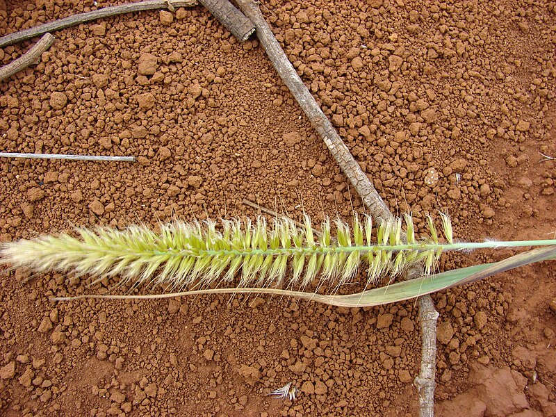 File:Starr 081230-0681 Pennisetum purpureum.jpg