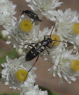 <i>Stenostrophia amabilis</i> Species of beetle
