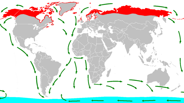 Aniñamento (vermello), invernación (azul) e rutas de migración (verde)