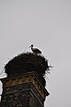 Deutsch: Storchenturm von Schöneiche bei Berlin, ehemaliger Schornstein der Gutsbrennerei, seit Anfang der 1950er Jahre regelmäßig von Störchen als Brutplatz genutzt und neben der Wappeneiche eines der beiden Wahrzeichen des Ortes.