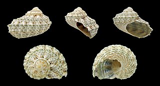 <i>Stomatolina angulata</i> Species of gastropod