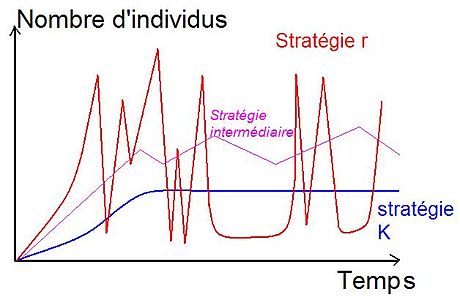 Modèle évolutif r/K