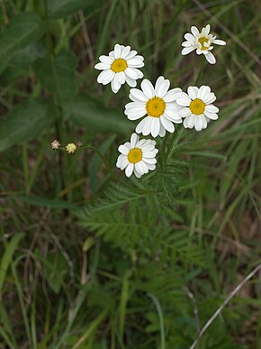 Opis zdjęcia Straußblütige Wucherblume Tanacetum corymbosum Asteraceae nahe Dietfurt-003.jpg.