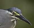 * Nomination The head of a Striated Heron (Butorides striata). --GerifalteDelSabana 13:57, 4 July 2018 (UTC) * Promotion Good quality -- Spurzem 14:34, 4 July 2018 (UTC)