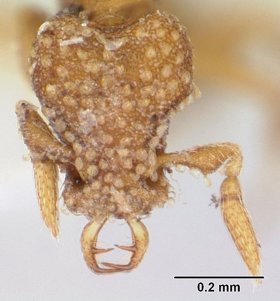 File:Strumigenys emmae casent0178454 head 1.jpg