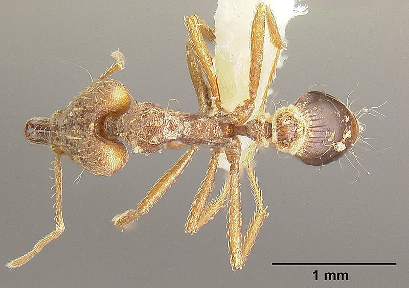 File:Strumigenys precava inbiocri001283750 dorsal 1.jpg