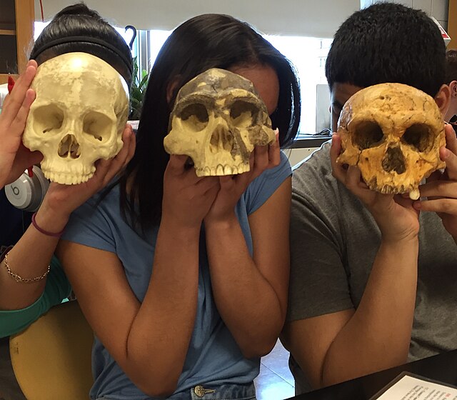 Three students hold three different skulls in front of their faces, to show the difference in size and shape compared to the modern head
