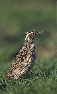 Western meadowlark / Alosa pradenca de l'oest