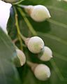 Immature fruits