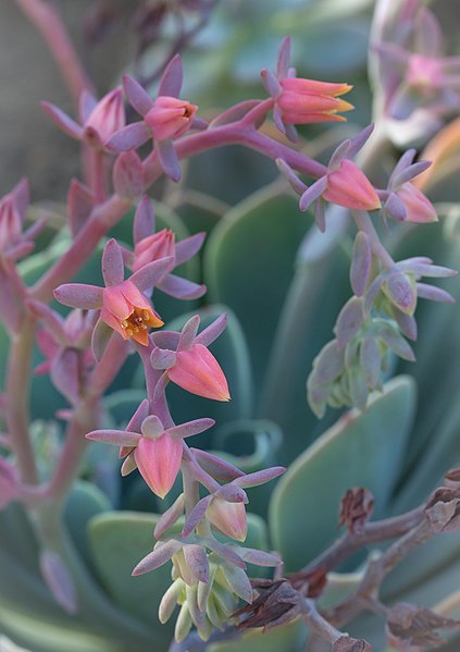 File:Succulent flower (23997877555).jpg