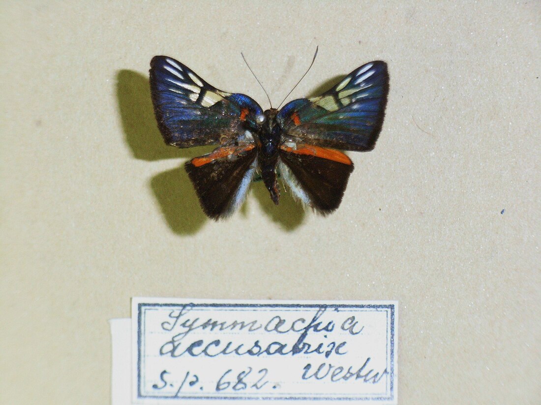 Symmachia accusatrix