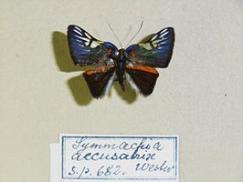 Symmachia accusatrix